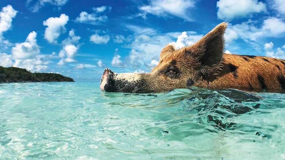 Als Offshore-Sparschwein für Reiche dienen Steuerparadiese wie die Bahamas. Die echten Bahamas-Schweine wurden dort vor 200 Jahren ausgesetzt und belustigen heute Badegäste.