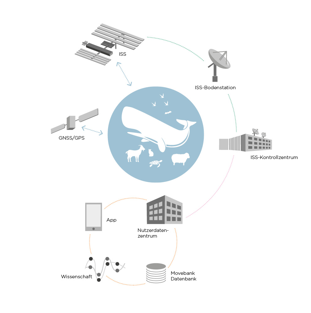 Der Datenstrom bei ICARUS: Per GPS-Funktion übermitteln die Sender an den Tieren Bewegungsdaten an die ISS. Von dort gehen die Daten an die ISS-Bodenstation, das Kontrollzentrum und das Nutzerdatenzentrum. Hier werden sie aufbereitet und beispielsweise in die Movebank eingespeist, in der die Daten gebündelt und der Wissenschaft zugänglich gemacht werden.