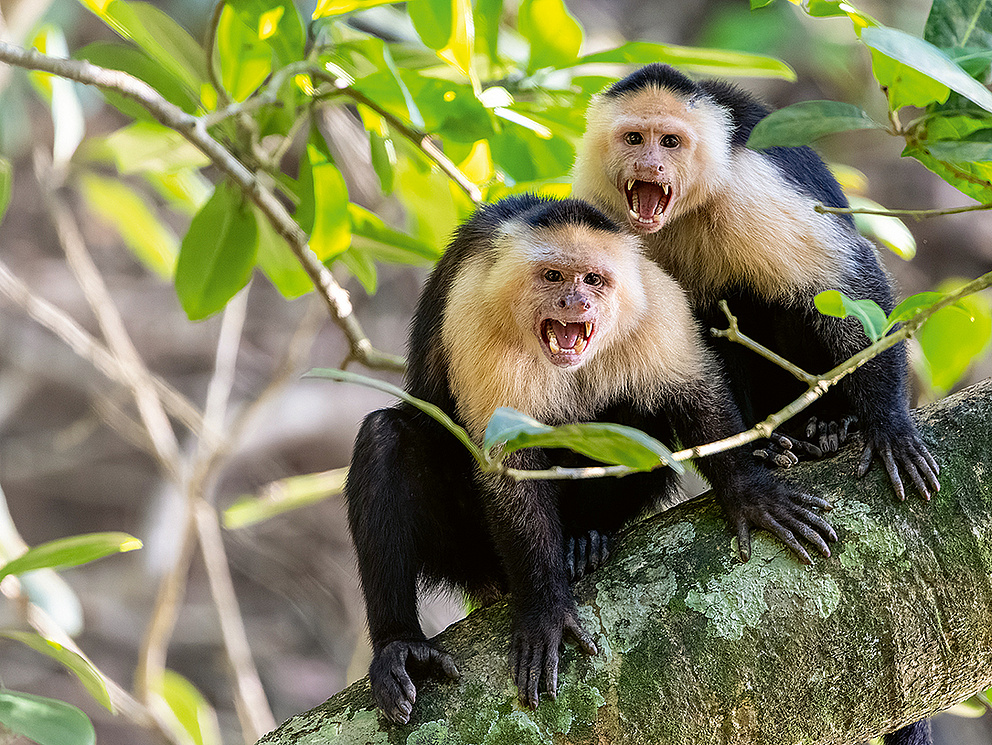 Zwei fauchende Panama-Kapuzineraffen in einem Baum