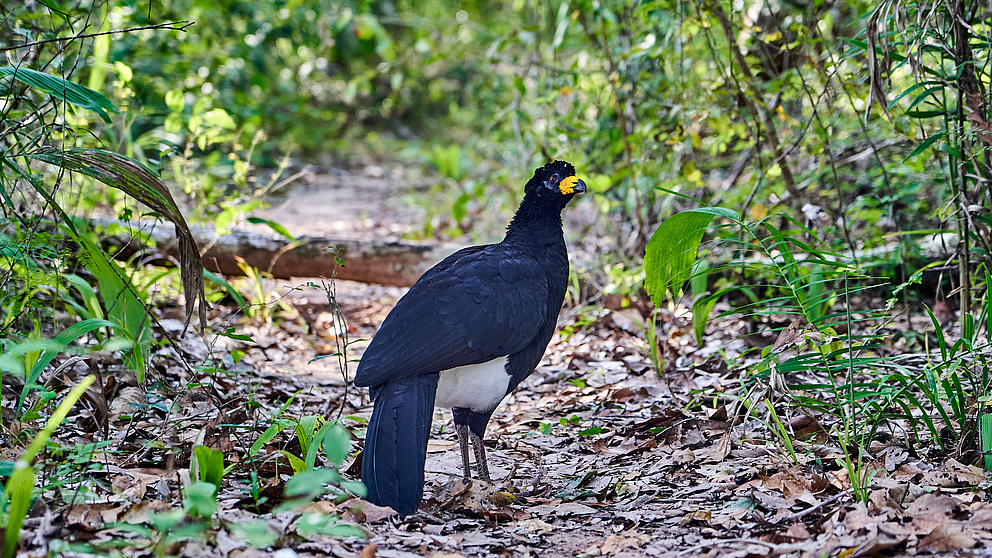Foto eines Nacktgesichthokkos im Wald