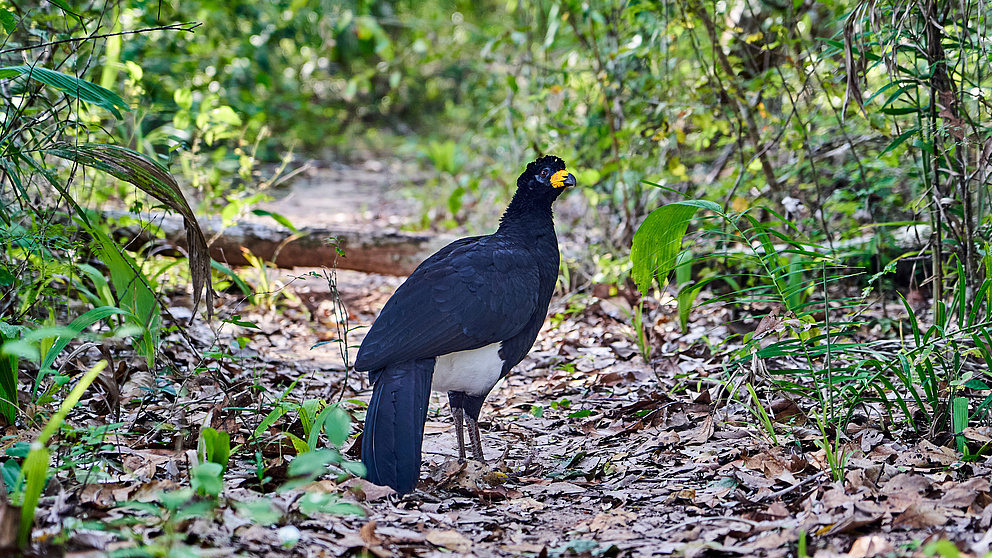 Foto eines Nacktgesichthokkos im Wald