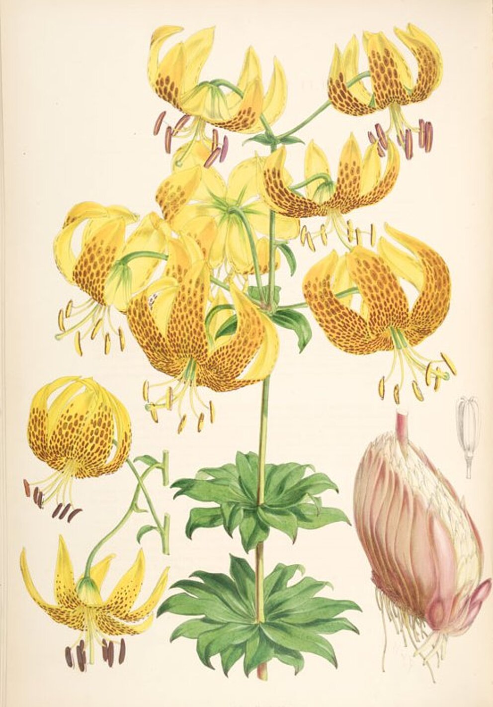 Eine Zeichnung der Humboldt-Lilie. 