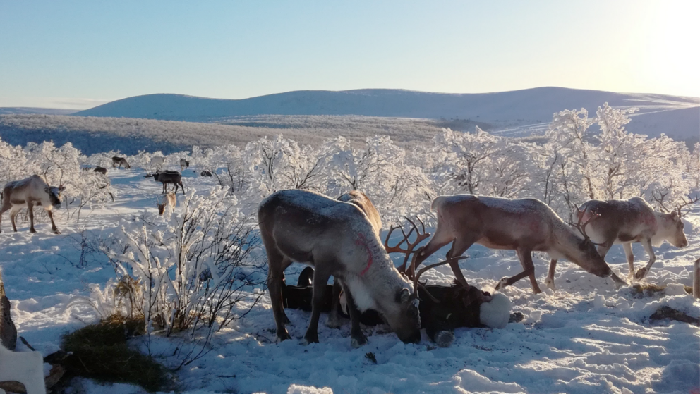 Winter in Finnland und Rentiere der Sami-Gemeinschaft