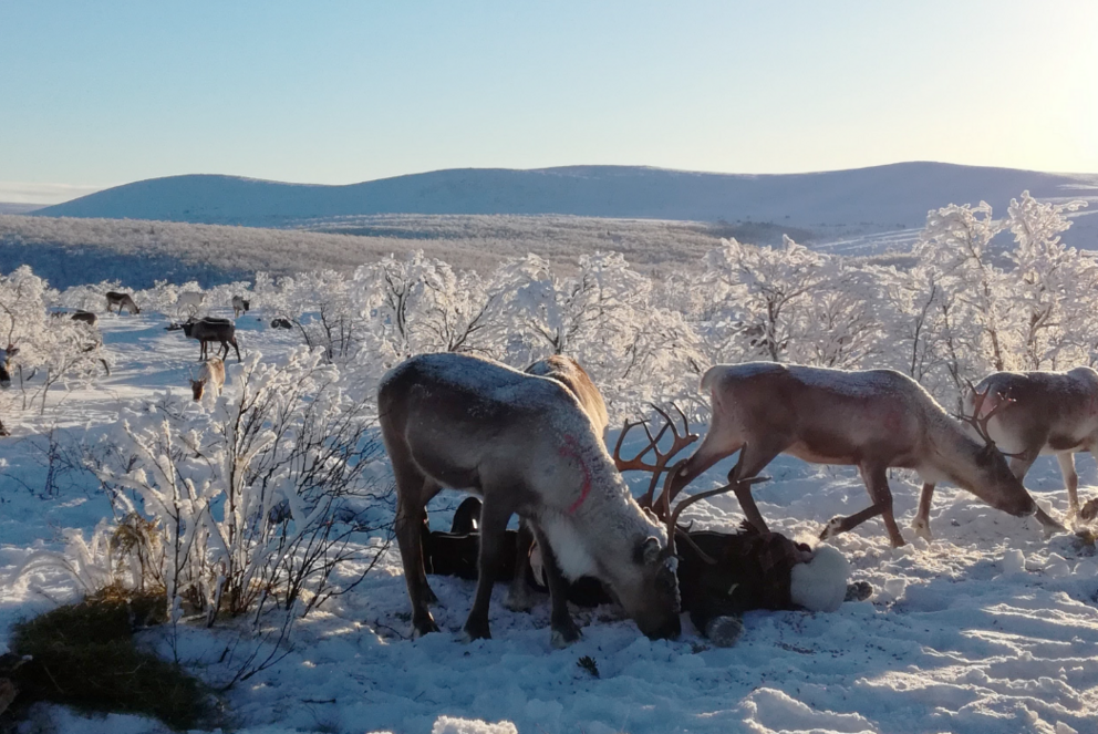 Winter in Finland and reindeers of Sami community 