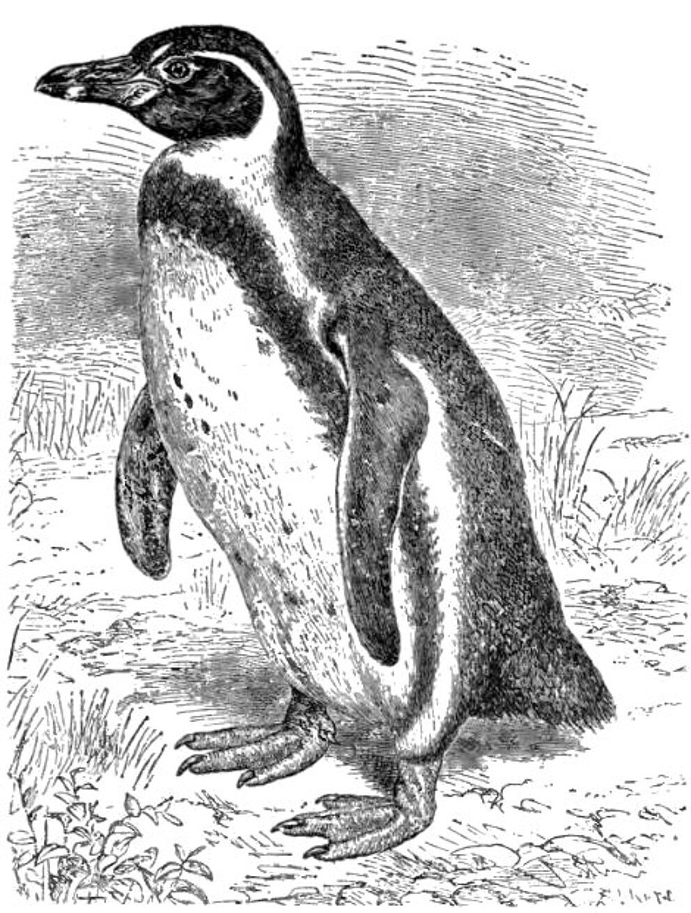 Der Humboldt-Pinguin kommt in Südamerika vor. 