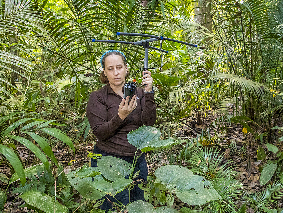 Die Forscherin Meg Crofoot im Dschungel mit einem Radiogerät und einer Antenne