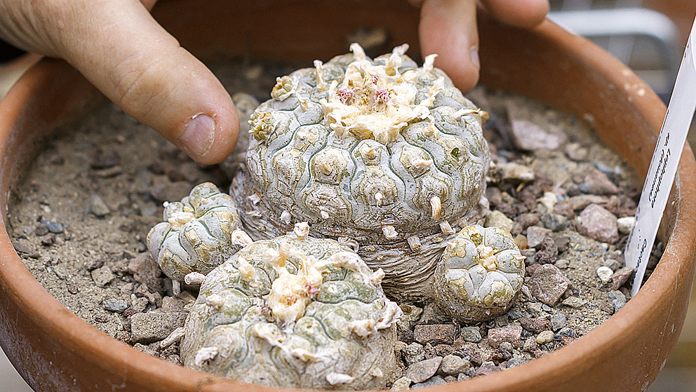 Braune Kaktee in einem Blumentopf