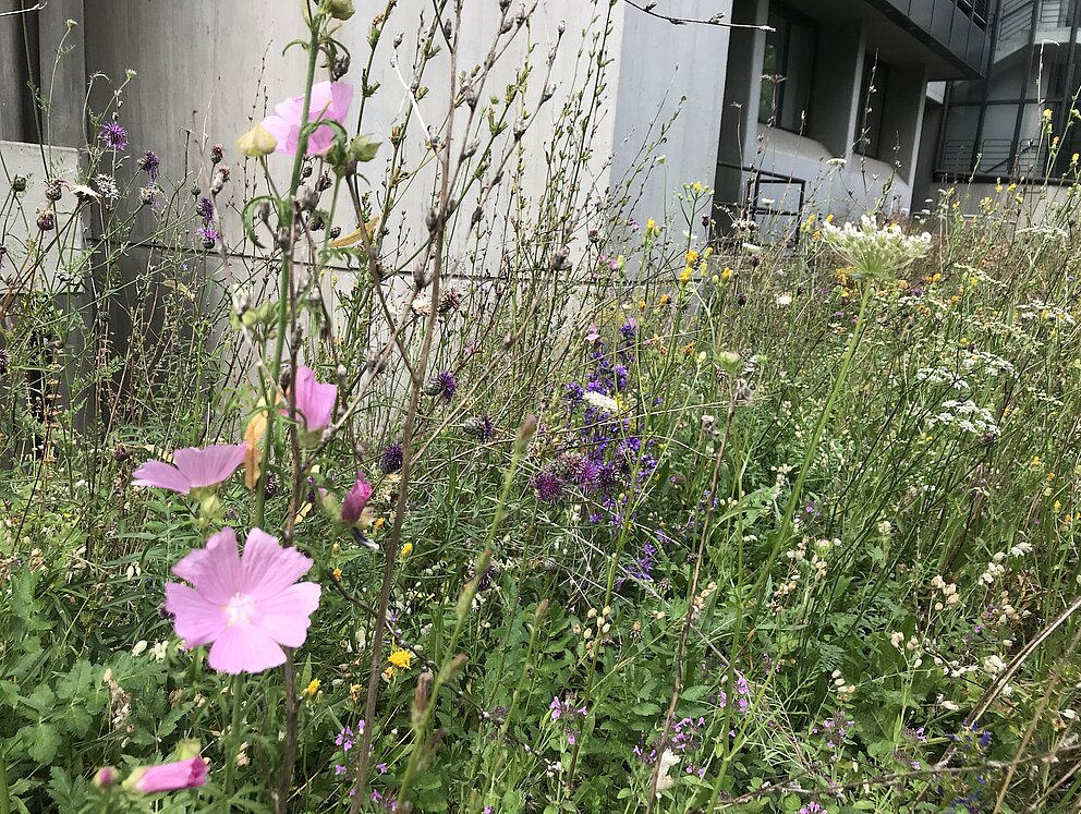 Der Vorgarten der Stiftung im Sommer: Heimische Wildpflanzen bieten Schmetterlingen Nahrung.
