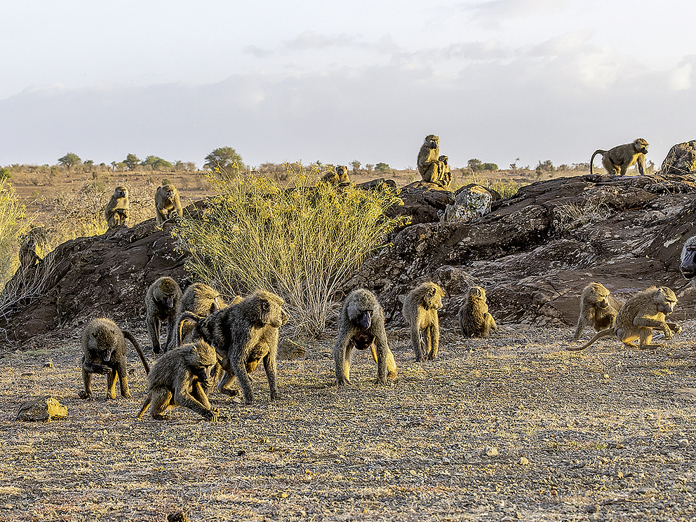 Eine Pavianherde in einer Steppenlandschaft