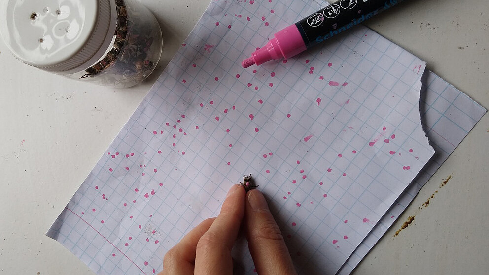 Eine Biene wird mit einem pinken Stift markiert