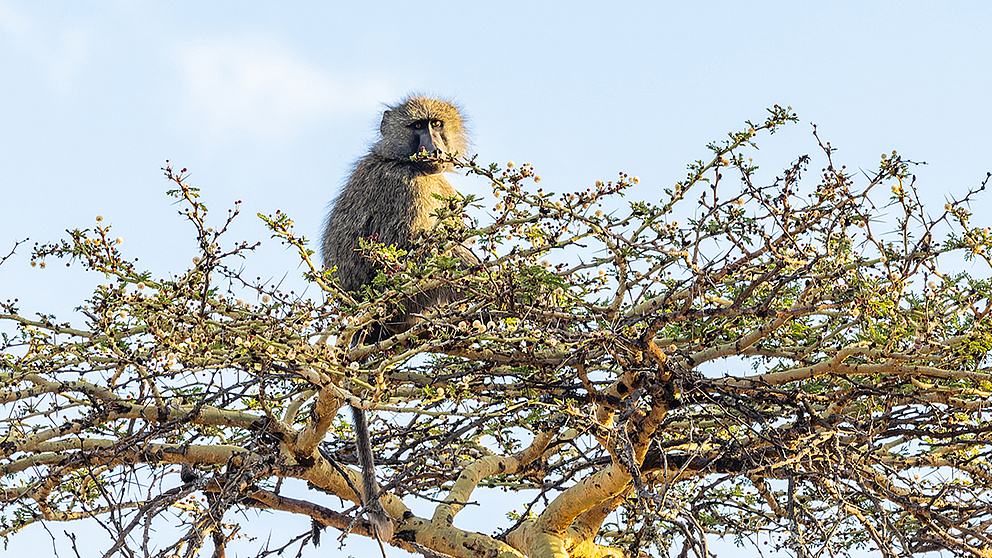  Ein männlicher Anubispavian in der Krone einer Gelbrinden-Akazie