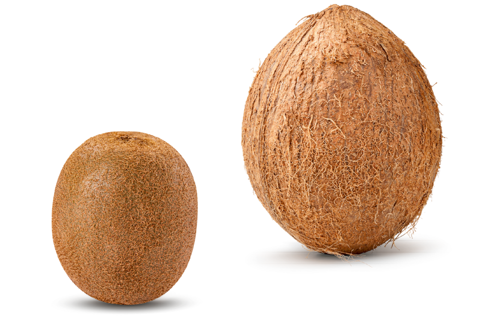 Zum Verwechseln ähnlich: Eine Kiwi und eine Kokosnuss