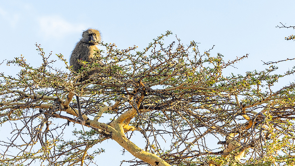 Ein männlicher Anubispavian in der Krone einer Gelbrinden-Akazie.