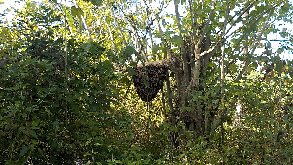 Hive of giant honeybee