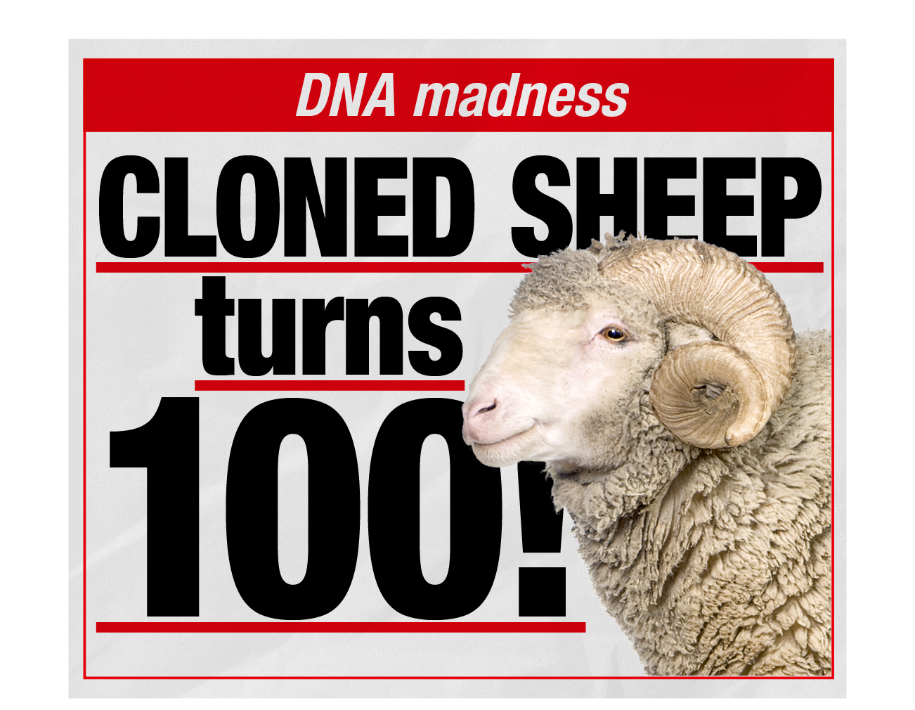 DNA madness: Cloned sheep turns 100!